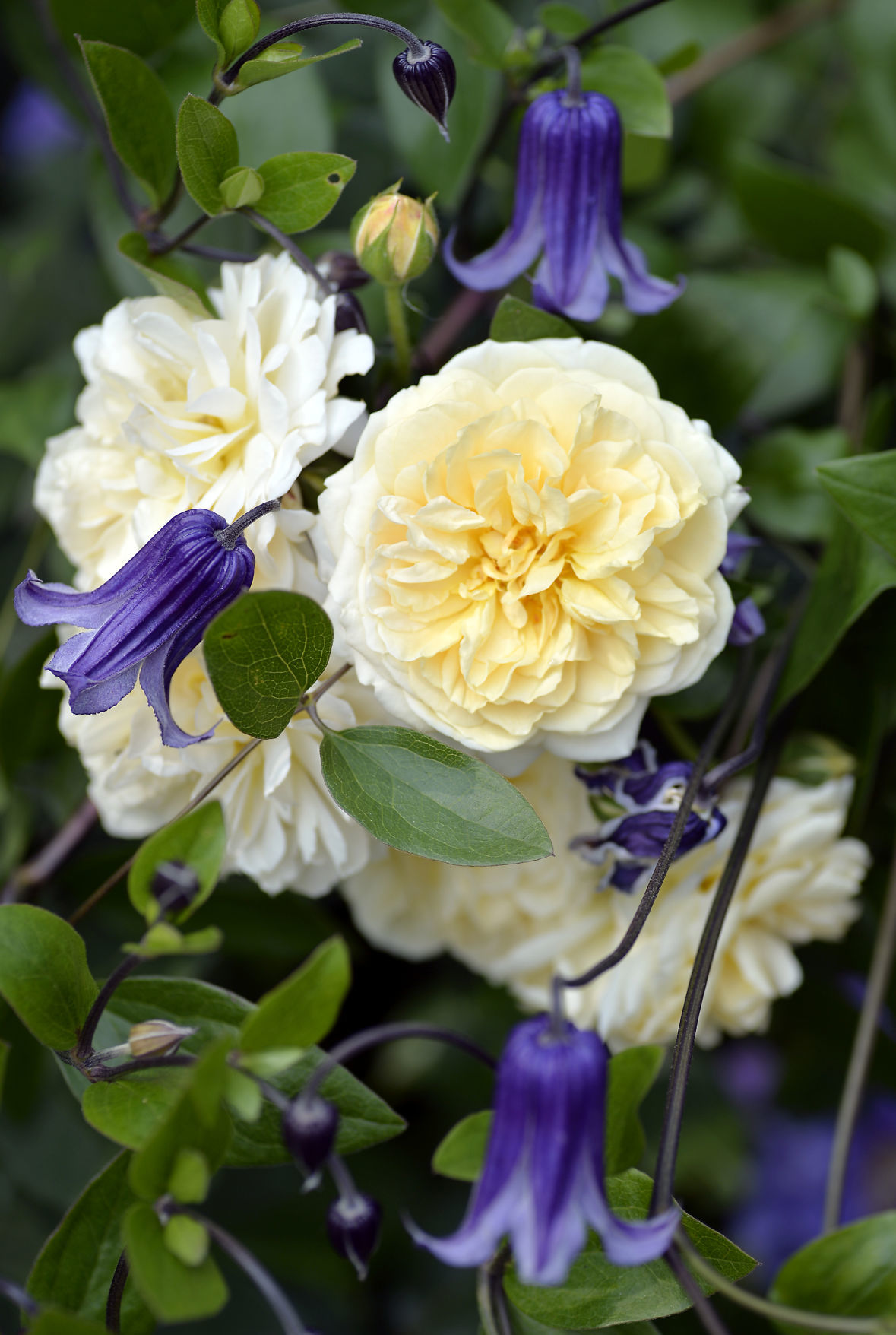 SECRET GARDEN WALK